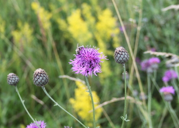 Skabiosen-Flockenblume (Centaurea scabiosa) - © Philipp Sengl